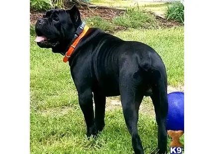 Cane Corso stud dog: a black cane corso dog with a red collar