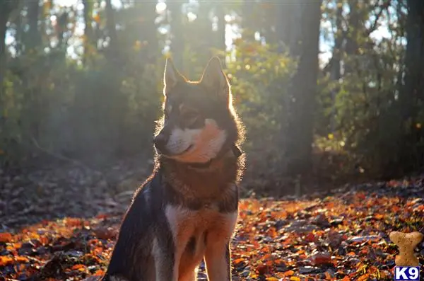 Wolf Dog stud dog