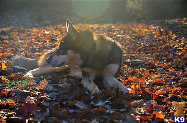 Wolf Dog stud dog