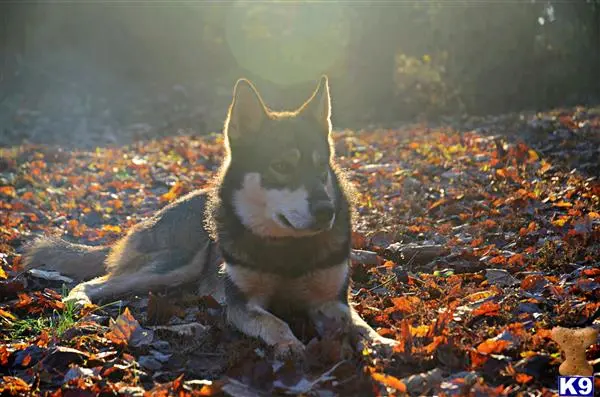 Wolf Dog stud dog