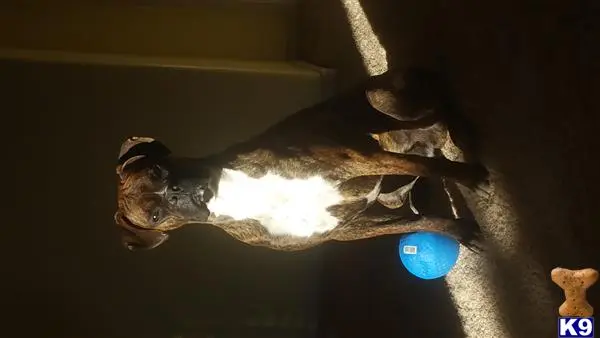 Boxer stud dog