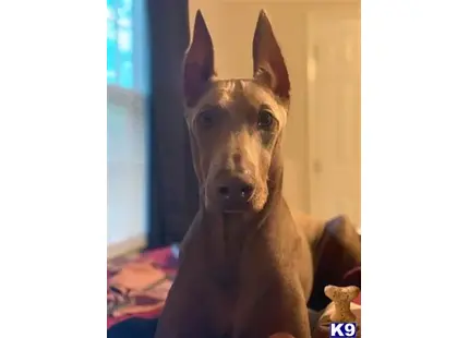 Doberman Pinscher