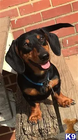 Dachshund stud dog