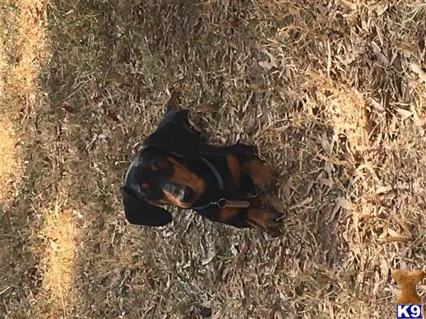 Dachshund stud dog