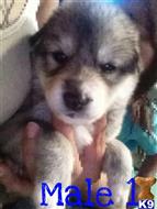 wolf dog puppy posted by siin