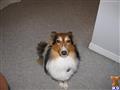 Shetland Sheepdog