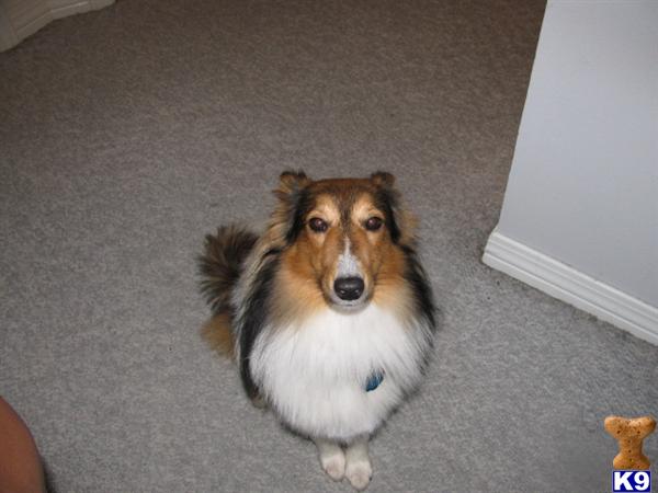 Shetland Sheepdog