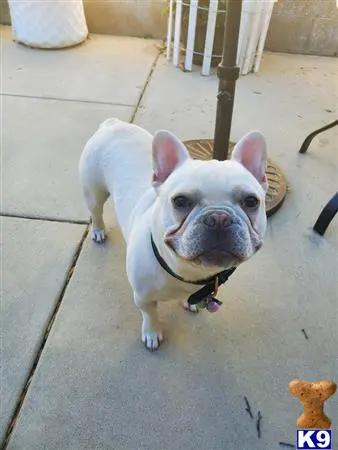 French Bulldog stud dog