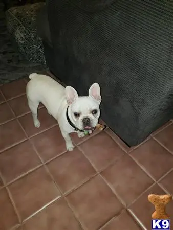 French Bulldog stud dog