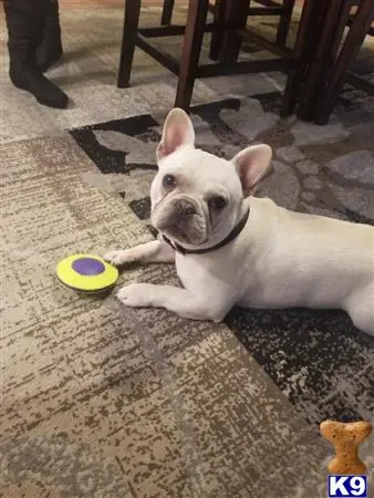 French Bulldog stud dog