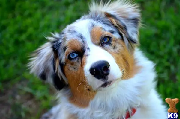 Australian Shepherd