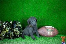 Charcoal Male Lab, Brown Collar available Labradoodle puppy located in MERIDIAN