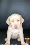 labrador retriever puppy posted by silverdollardogs
