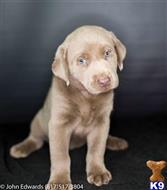 labrador retriever puppy posted by silverdollardogs