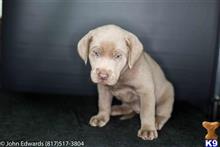 labrador retriever puppy posted by silverdollardogs