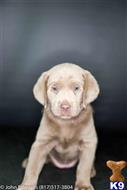 labrador retriever puppy posted by silverdollardogs