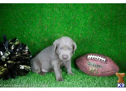 Labrador Retriever