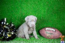 Labrador Retriever