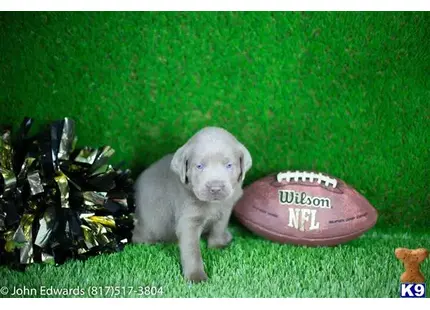 a labrador retriever puppy standing on grass next to a round object