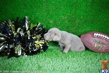 Labrador Retriever
