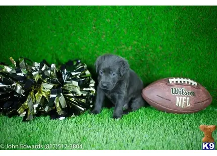 Labrador Retriever