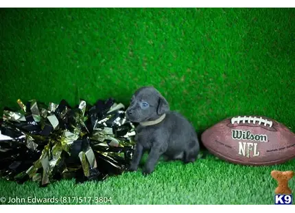 Labrador Retriever