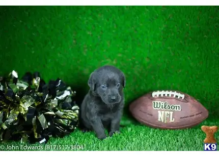 Labrador Retriever