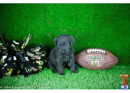 Labrador Retriever