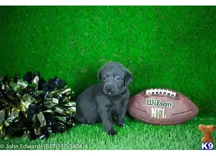 Labrador Retriever