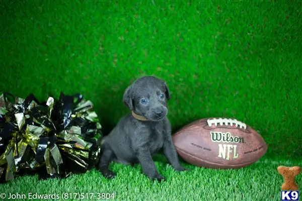 Labradoodle puppy for sale