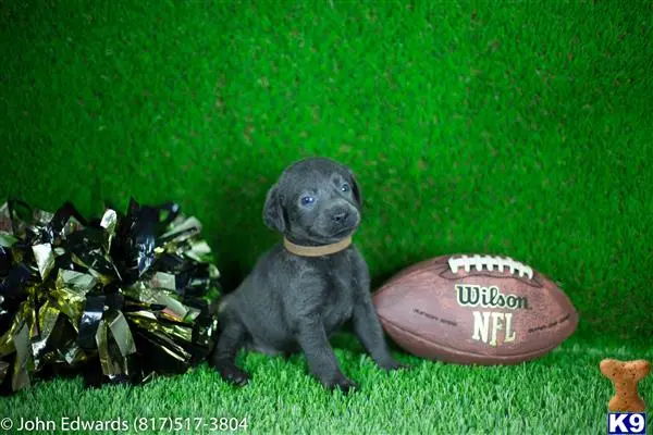 Labradoodle puppy for sale