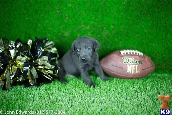 Labradoodle puppy for sale