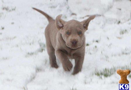 labrador retriever puppy posted by silverdollardogs