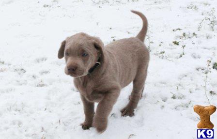 labrador retriever puppy posted by silverdollardogs
