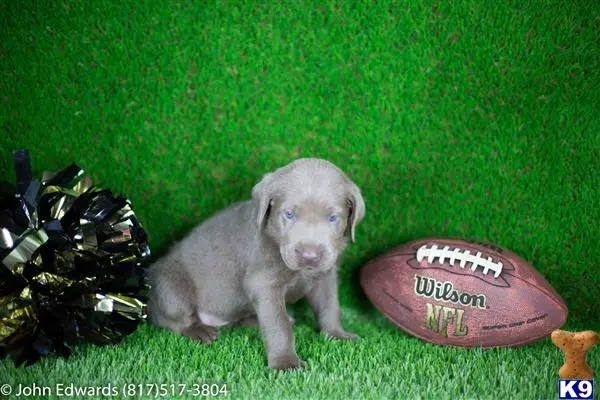 Labrador Retriever puppy for sale