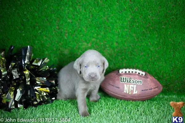 Labrador Retriever puppy for sale