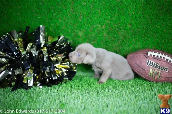 Labrador Retriever puppy for sale