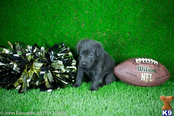 Labrador Retriever puppy for sale