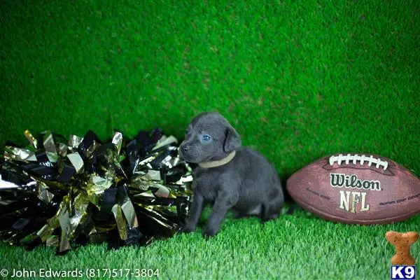 Labrador Retriever puppy for sale