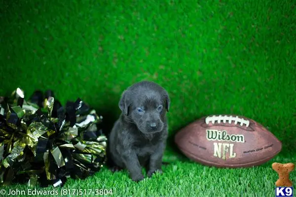 Labrador Retriever puppy for sale