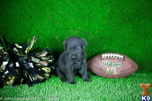 Labrador Retriever puppy for sale