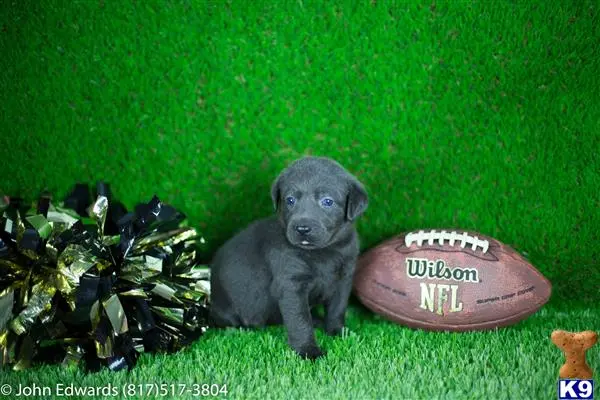 Labrador Retriever