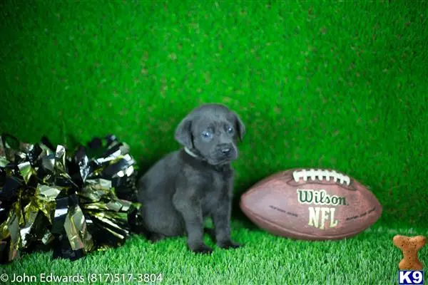 Labrador Retriever puppy for sale