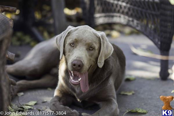 dudley lab puppies for sale labrador retriever puppy for sale chagne dudley 8 months dudley lab puppies for sale labrador retriever puppy for sale chagne dudley 8 months