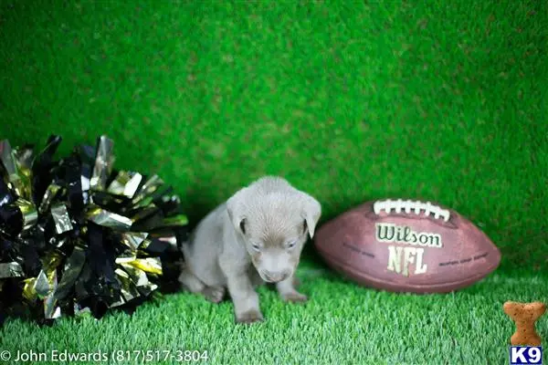 Labrador Retriever puppy for sale