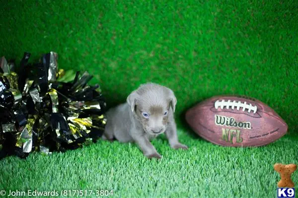 Labrador Retriever puppy for sale