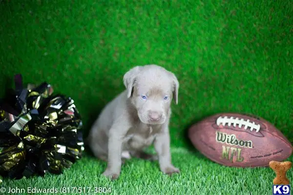 Labrador Retriever puppy for sale