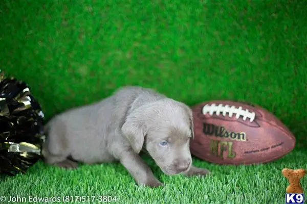 Labrador Retriever puppy for sale