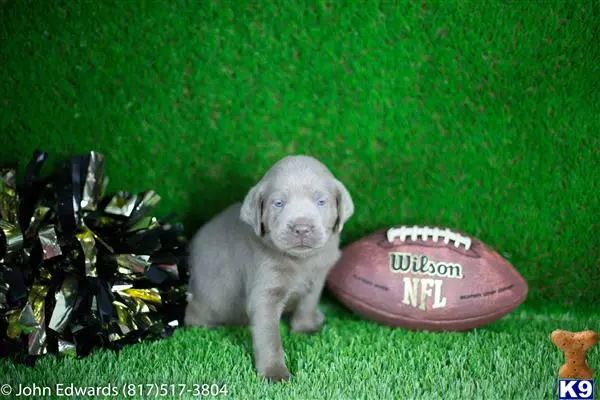 Labrador Retriever puppy for sale