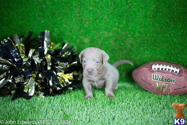 Labrador Retriever puppy for sale